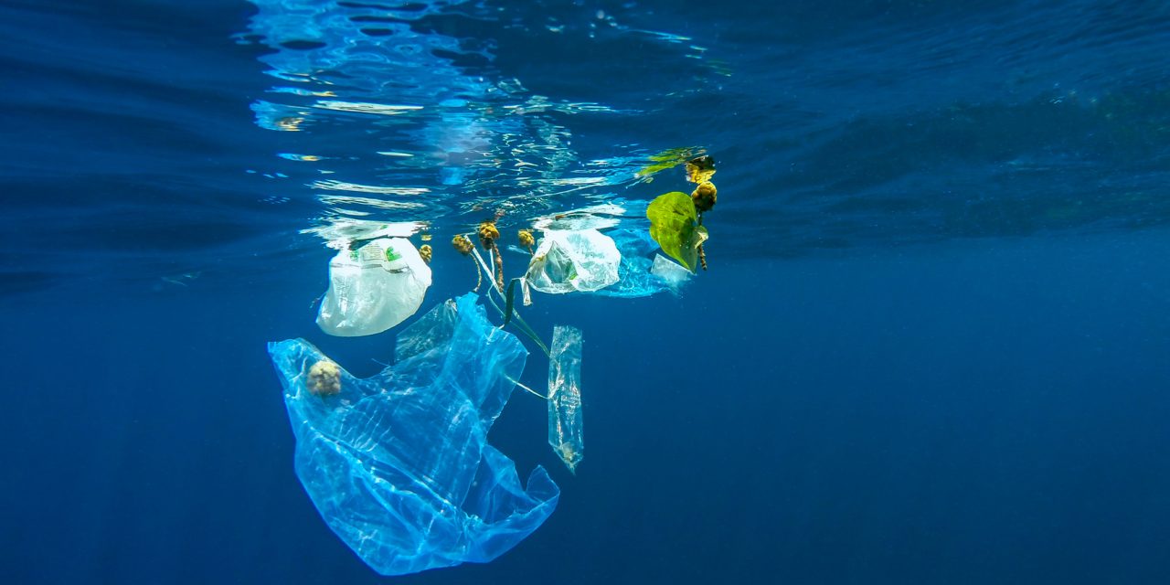 Les sacs biodégradables, une solution écologique ?